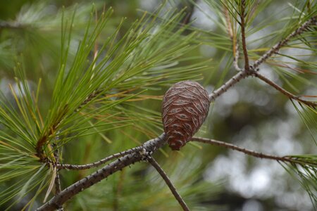 Branch cones forest