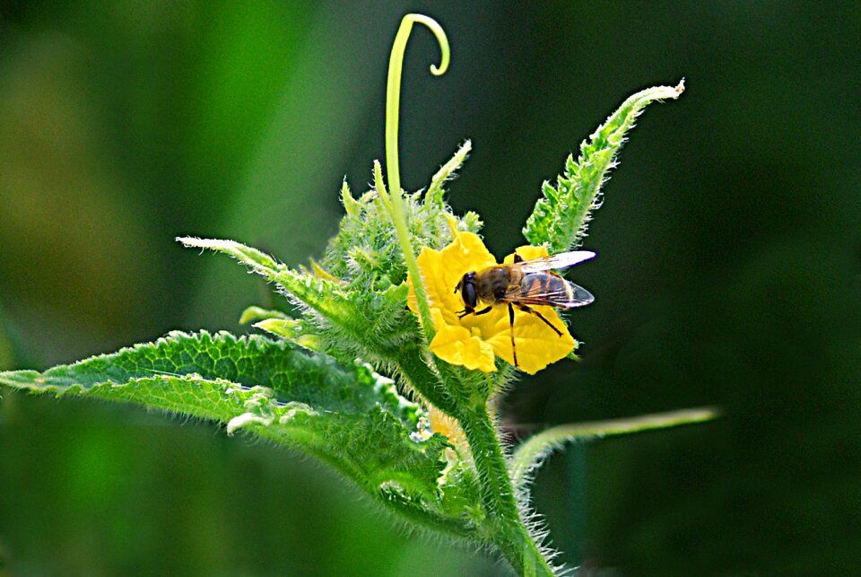 Bee blossom potato