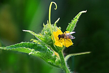 Bee blossom potato