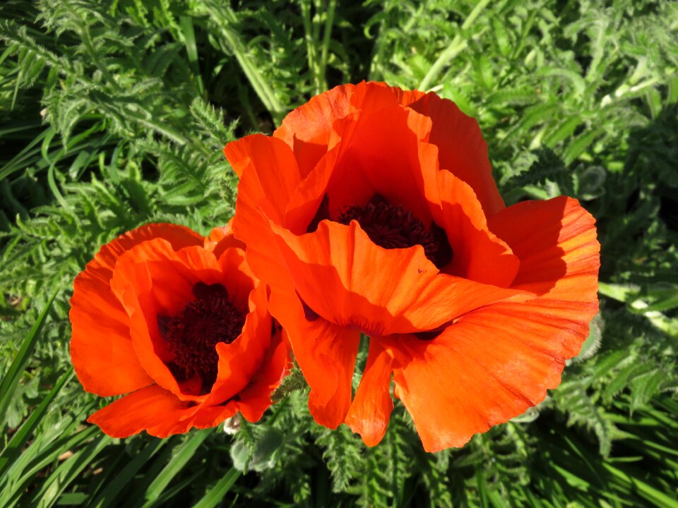 Red flowers photo