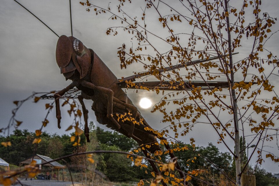 Decoration rust dragonfly