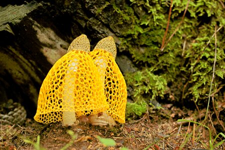 Mushroom dictyophora indusiata yellow gabion mushroom