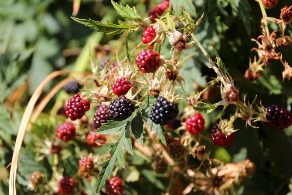 Mûrons fruit thorny