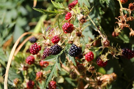 Mûrons fruit thorny