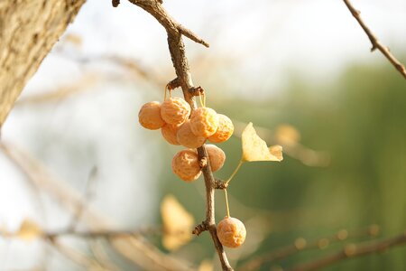 Bank fruit ginkgo in autumn