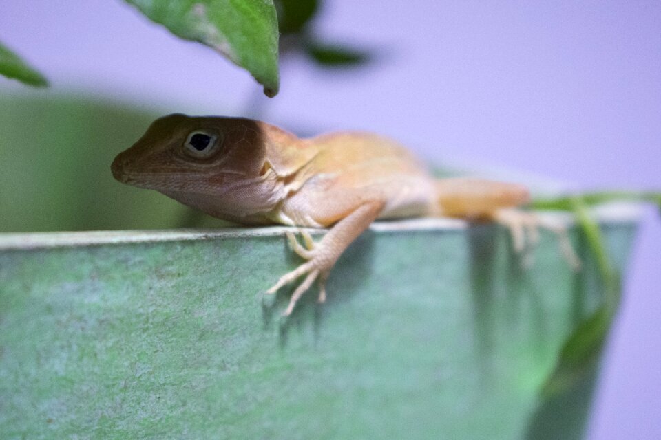 Animal portrait chameleon