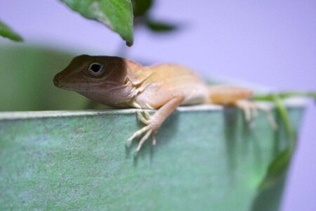 Animal portrait chameleon
