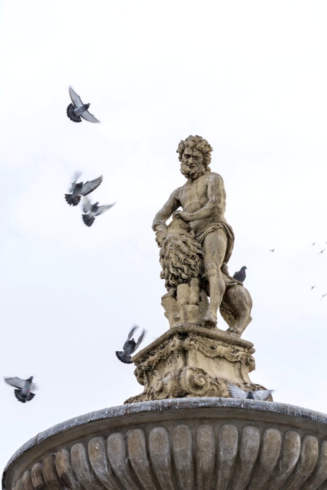 Birds samson