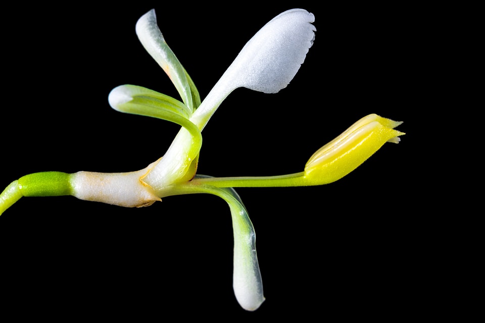 Blossom bloom white yellow