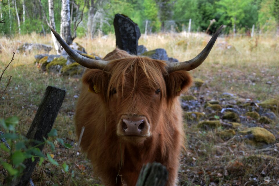 Animal pasture cattle