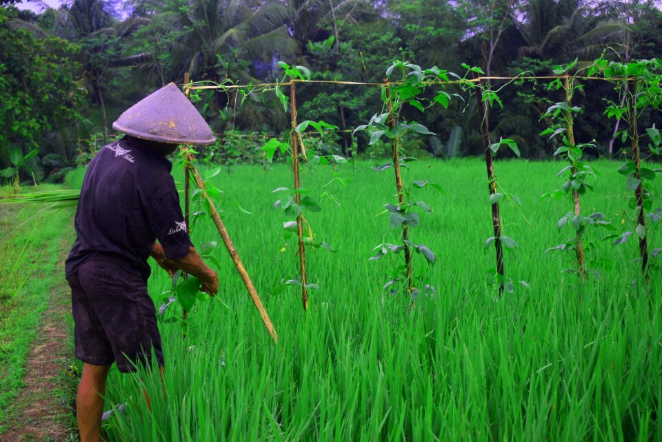 Rice the process tani
