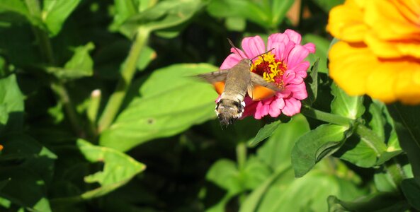 Hummingbird hawk moth butterfly owls photo