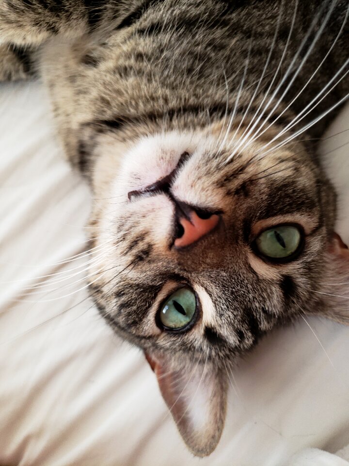 Pet kitten cute