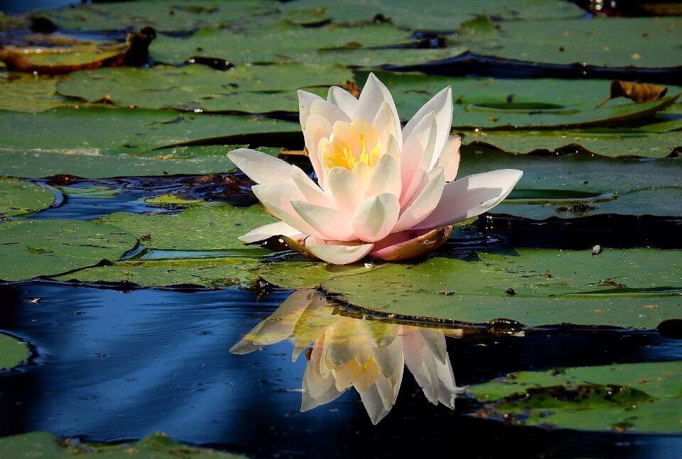 Reflected in water pond figure