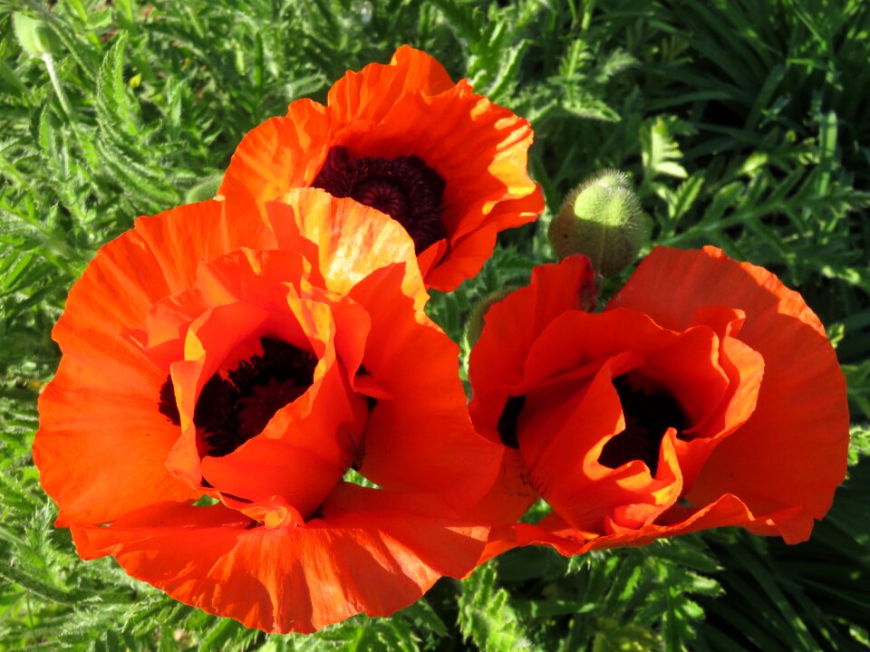 Red flowers