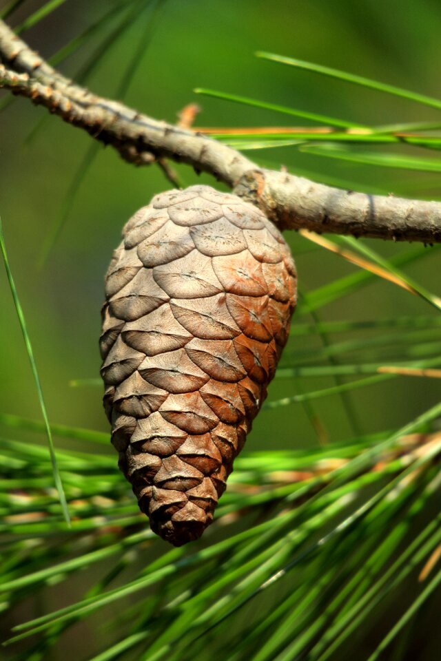 Pine cones tree mediterranean