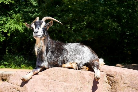 Zoo domestic goat horns photo