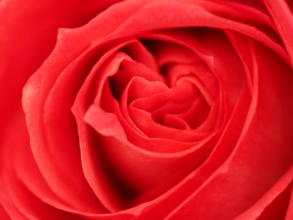 Macro red petal