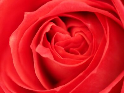 Macro red petal