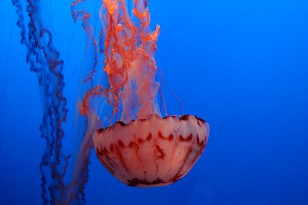 Jellyfish water seashore photo