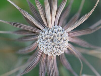 Dandelion seed macro photo