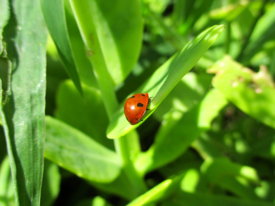 Beetle macro points