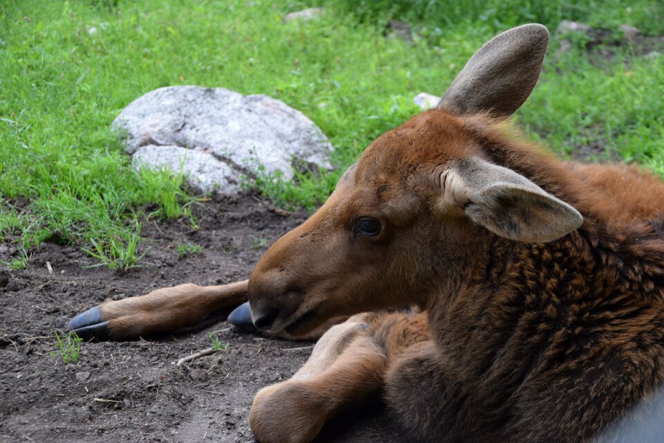 Moose young child photo