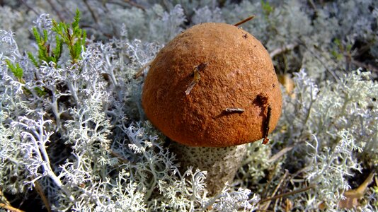 Orange-cap boletus autumn forest