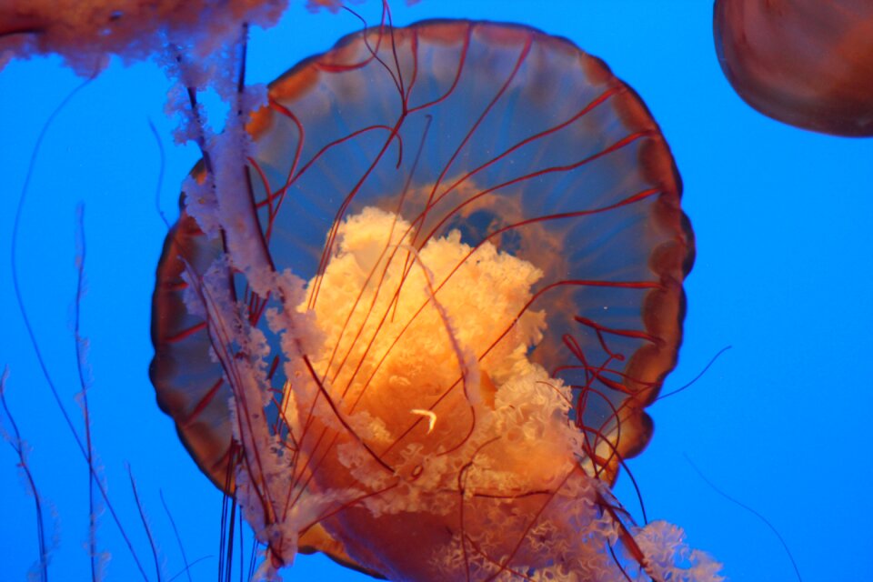 Jellyfish water seashore