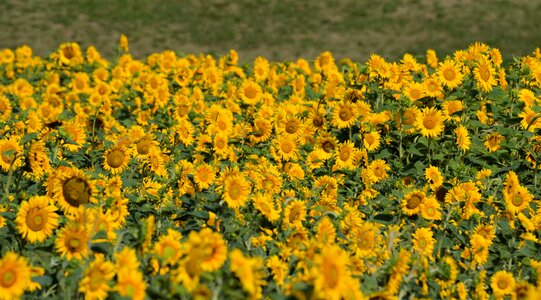 Yellow flora blossom photo