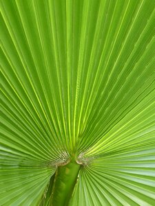 Plant leaf fan palm