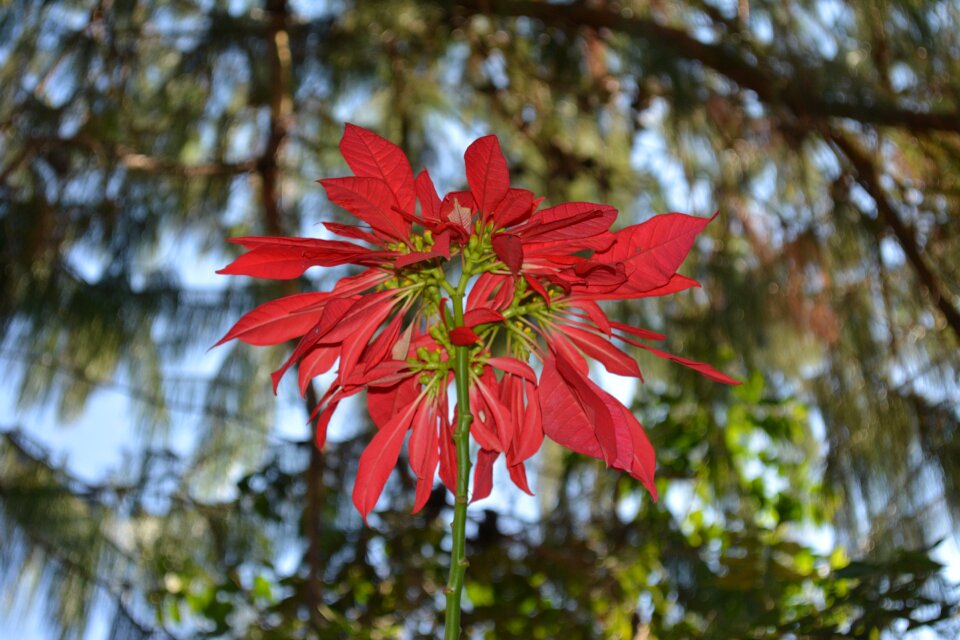 Nature flourish spring