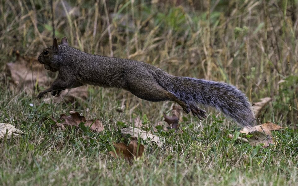 Bushy wildlife cute