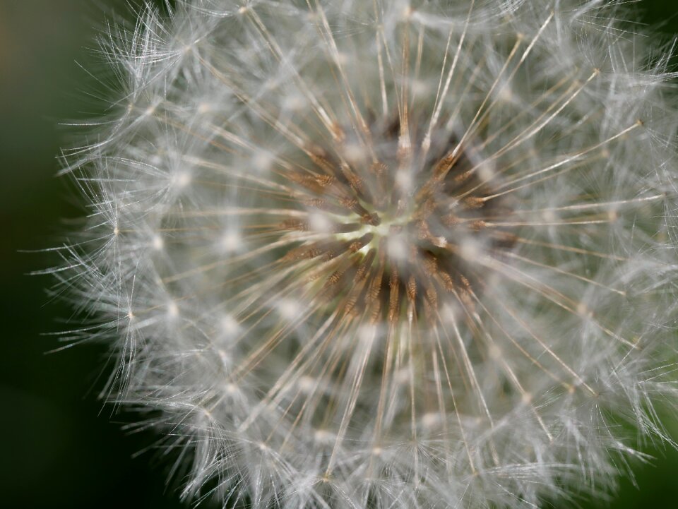 Dandelion seed macro