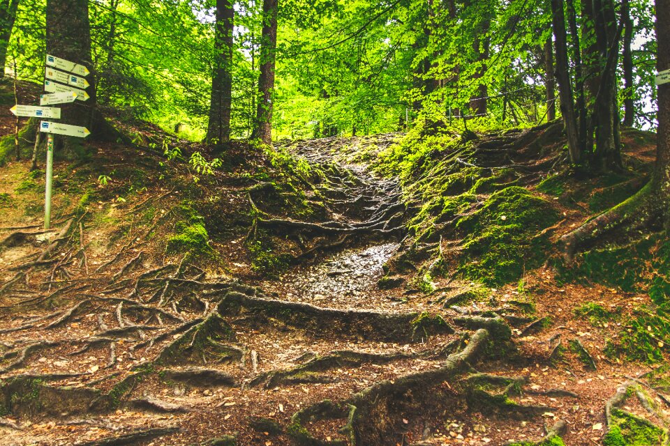 Root root system trees