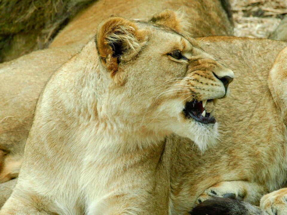 Roar mammal nature