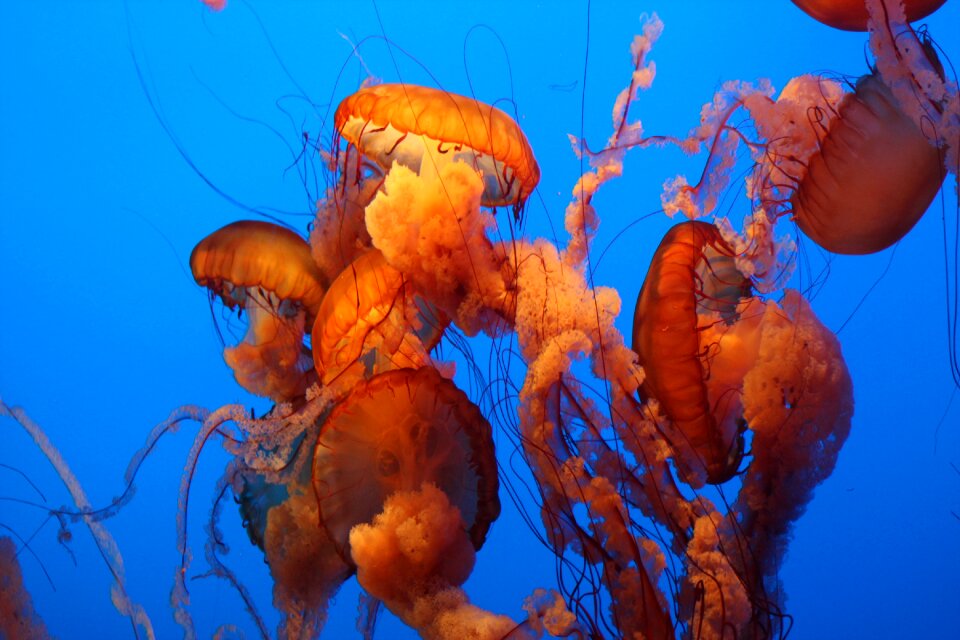 Jellyfish water seashore