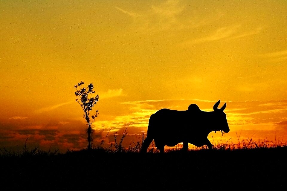 Nature cattle field