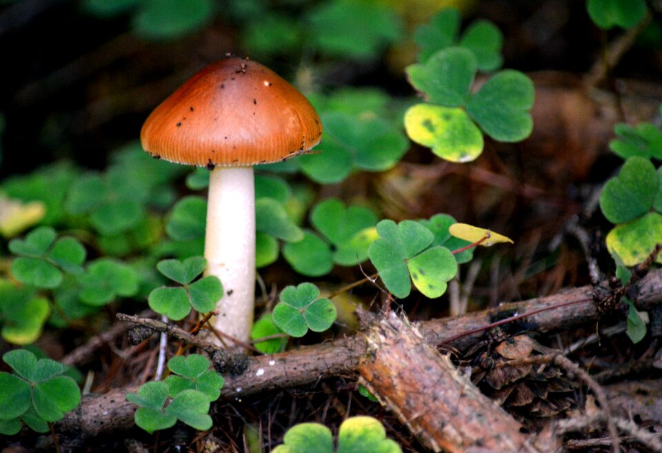 Mushroom autumn