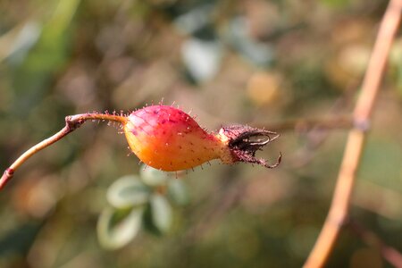 Nature autumn roses photo