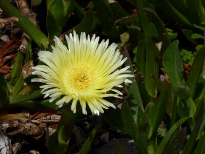 Flower nature yellow photo