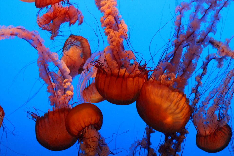 Jellyfish water seashore photo