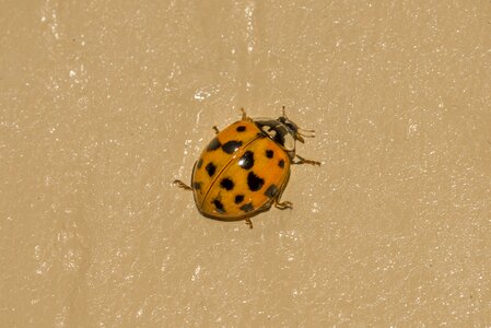 Bug summer