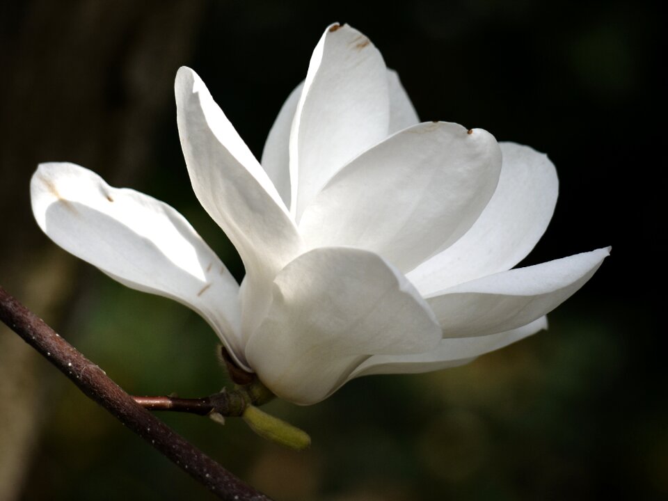 White magnolia