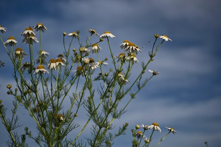 Nature summer blossom