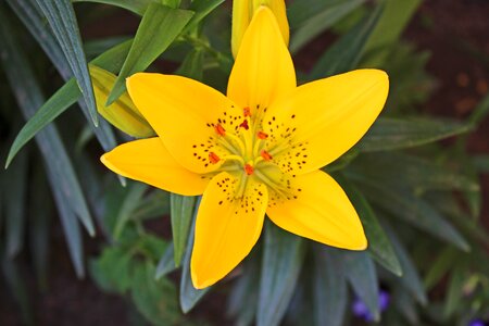 Flower floral botanical