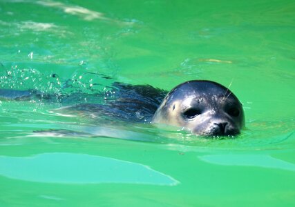 Seal station baby seal sanctuary photo