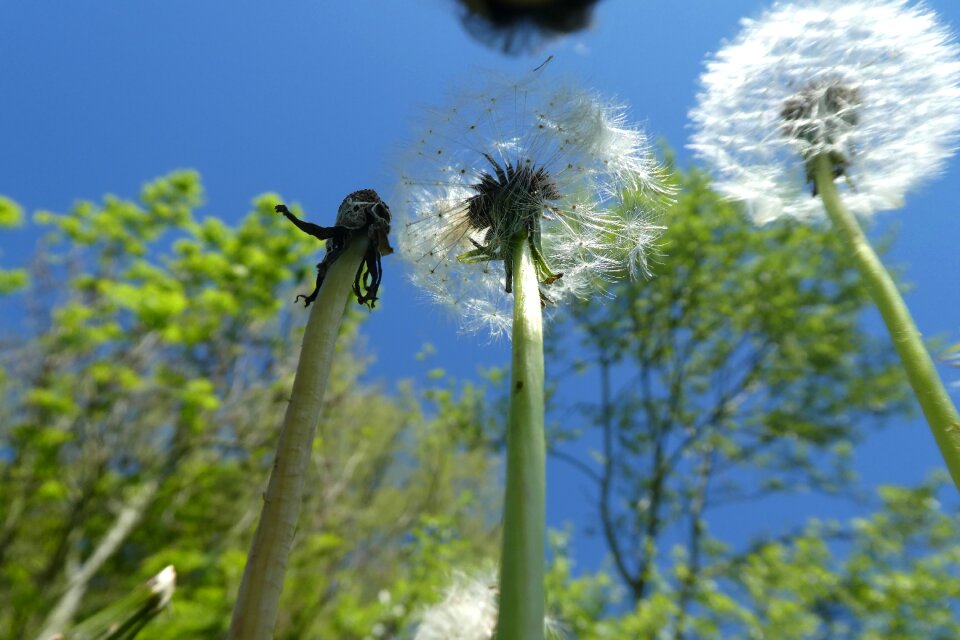 Flora garden overblown