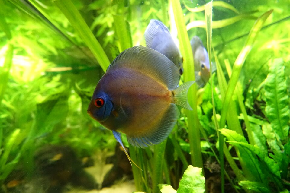 Fish discus south america