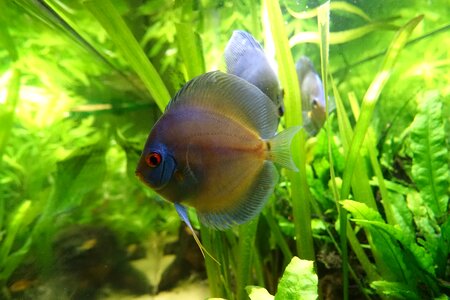 Fish discus south america